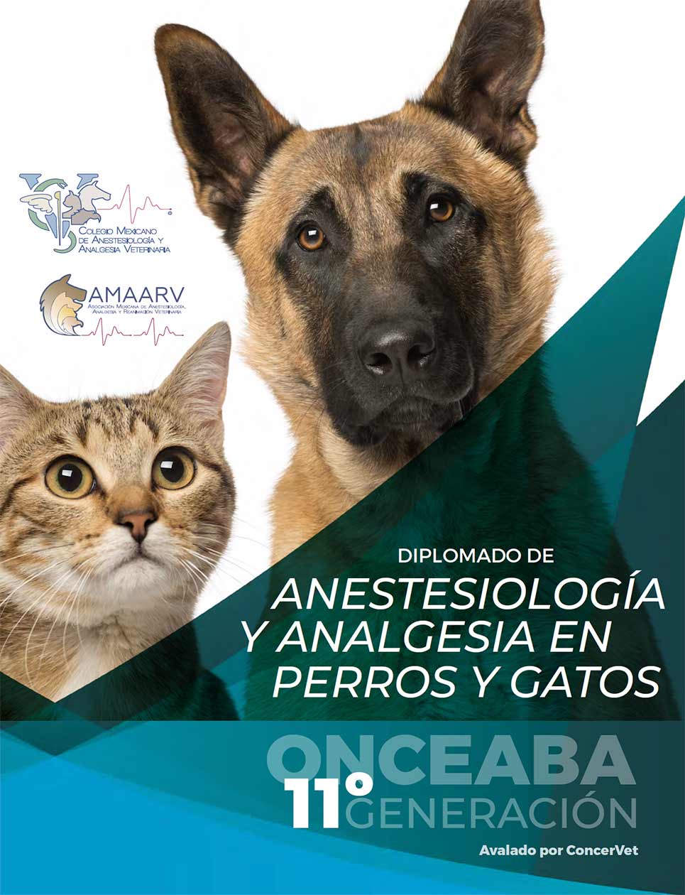 Diplomado-ANESTESIOLOGÍA-Y-ANALGESIA-EN-perros-y-gatos